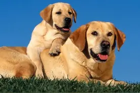 狗狗怀孕了怎么办？不用紧张，学会这些你就可以轻松应对了图片