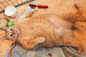 此宠物猫过于太肥胖 而且每周还要吃掉28斤食物图片