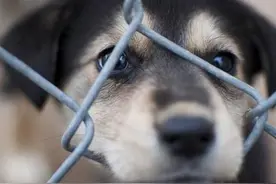 被人遗弃的拉布拉多，眼睛失明，却靠听力创造出不可能的感人奇迹图片