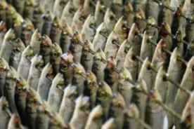 一根竹子让食物源源不断 教你制作野外生存最牛武器视频封面