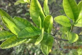 原创：柑橘叶片黄化原因与防治图片