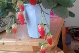 极品盆栽草莓，惊艳。图片