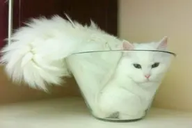 萌态百出！几只蓄意被主人扔进玻璃杯的大喵图片