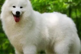 如果狗狗犯错误了该怎样正确惩罚狗狗？图片