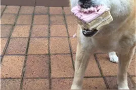 狗狗吃蛋糕吃嗨了？图片