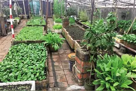 小区楼顶变成私人菜地养鸡场图片