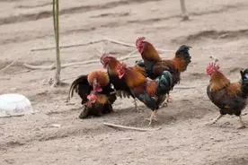 鸡对这个世界如此重要，为什么却被我们忽视图片