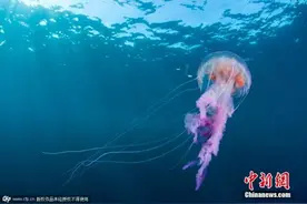 新西兰奥克兰西海岸现大量水母 游客下水需留意图片