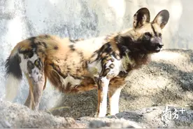 看非洲野犬如何卖萌 ！深圳野生动物园迎来海外“贵宾”图片