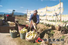 禄丰仁兴镇萝卜套种助农增收图片