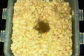 酒酿麦仁醪糟图片