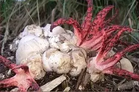 媒体视点世界十大奇特真菌图片