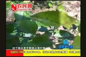 苹果叶子发黄，上面还有斑点，这是什么病？视频封面