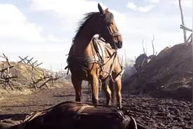 为什么骑兵用的都是阉割后的公马，而不用母马叱咤杀场？