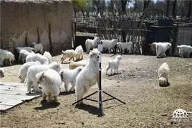 呆萌小羊遇上全景相机的激情生活[高清组图]图片