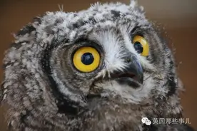 他们终于让这只猫头鹰相信，它只是只猫头鹰，不是一个人......图片
