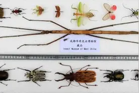 中国发现世界最长昆虫新物种图片