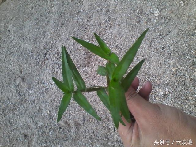 嘧啶肟草醚在水稻上怎么使用不会有药害？能防除哪些杂草？