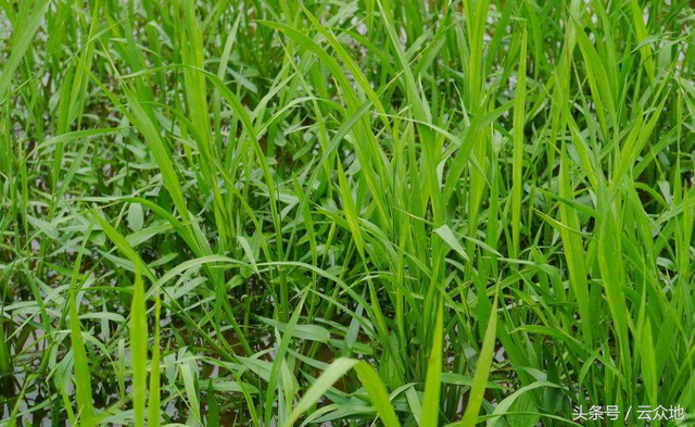 嘧啶肟草醚在水稻上怎么使用不会有药害？能防除哪些杂草？