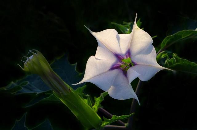 分别为生苦,老苦,病苦,死苦,爱别离苦,怨憎会苦,求不得苦,五阴炽盛苦