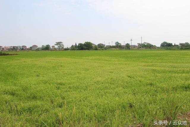 嘧啶肟草醚在水稻上怎么使用不会有药害？能防除哪些杂草？