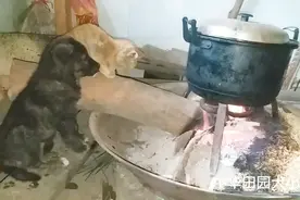 虽然在农村冬天没有暖气和空调，但是土狗和猫咪一样可以很温暖视频封面