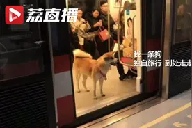 秋田犬逃票闯入南京地铁 乘坐四站后被警察“请”下车视频封面