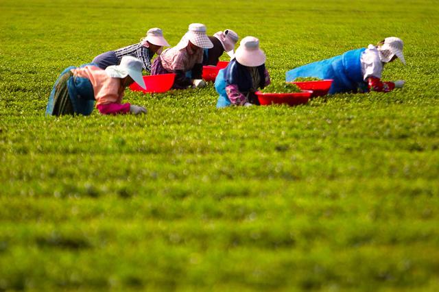 什么是股金（面临哪五大难题）