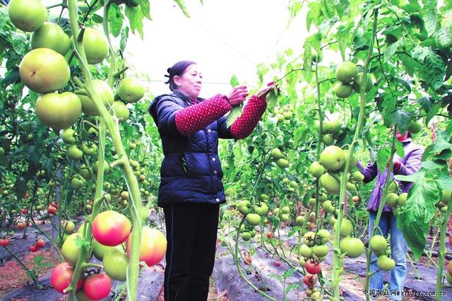 什么是股金（面临哪五大难题）