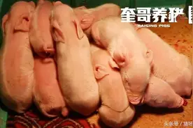 大雪低温天气，如何给刚出生的仔猪做好保温工作提高仔猪活力？图片