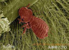 鍏充簬楦藉瓙鐨勭煡璇? onerror=