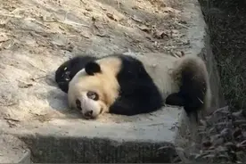 大熊猫“黑眼圈”变白？川农大教授揭秘真相 央视网报图片