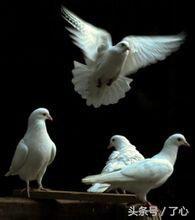 鍏充簬楦藉瓙鐨勭煡璇? onerror=