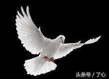 鍏充簬楦藉瓙鐨勭煡璇? onerror=