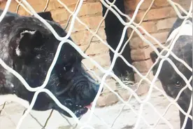 农村小伙在家乡创业，繁殖西班牙獒犬，这种猛犬被许多国家禁养！视频封面