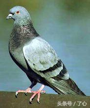 鍏充簬楦藉瓙鐨勭煡璇? onerror=