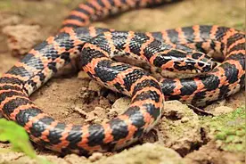 中国最“毒”的村庄，村里藏着300万条毒蛇，家家都是百万富翁！视频封面