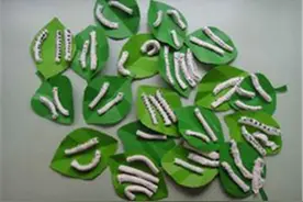 蚕宝宝也可当“萌宠” 夏蚕应该如何呵护图片