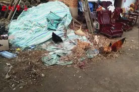 一只公鸡在一群里母鸡中间起什么作用？农村柴鸡的自由生活场景视频封面