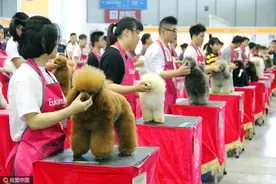 南京昨举办首届爱宠博览会，来了一大波喵星人汪星人图片