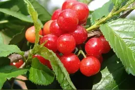 给丹棱起个昵称，你觉得叫什么好图片