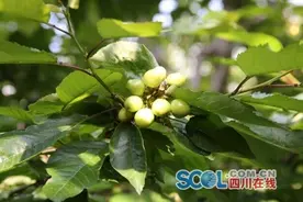 吃货注意！ 汶川的车厘子现在还是青的 5月中旬才上市图片