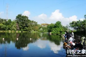 黑坑钓鱼的钓位、鱼情、钓法技巧图片