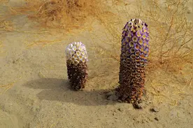 沙漠人参----大芸图片