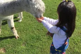 到南半球放飞梦想--唯思德美幼儿园新西兰亲子游学活动侧记图片
