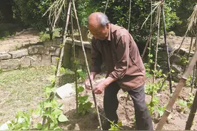 天台九旬老人自种700多公斤蔬菜 免费赠给路人图片
