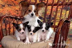 Is It True？未生育的狗狗比生育过的狗狗得子宫蓄脓的比例高？图片