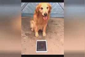 这只金毛犬智商太高了，真是分分钟能把人逗笑