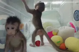 世界生命科学重大突破！两只克隆猴在中国诞生取名为中中和华华视频封面