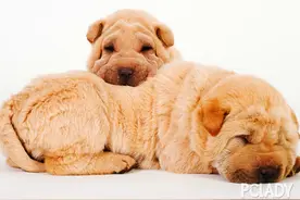 犬眼睑疾病--眼睑内翻图片
